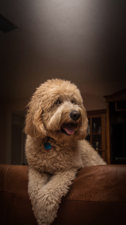 dog-slide